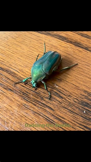 Dancing beetle | Melissa Clendenin Ramos