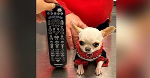 Meet pocket-sized Pearl, the world's shortest dog