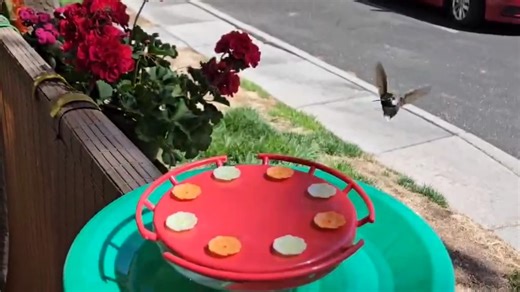 💜HUMMINGBIRD VIDEO OF THE DAY!💜 Calliope Hummer By Angela Quesada, Las Vegas Nov 16, 2024 ____________________________________ 🌺 360º FEEDER w/BATHING AREA ($7.99) 🌿AMAZON: https://amzn.to/4oFZ2YE ____________________________________ Amazon Association. I earn from qualifying sales | Hummingbird-News