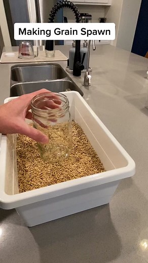 Making Grain Spawn: A Step-by-Step Guide