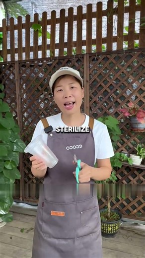 Orange tree propagation by cuttings Easy planting trick worth trying #OrangeTree #PlantPropagation