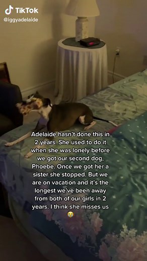 Italian Greyhound Separation Anxiety: Heartbreaking Crying and Howling