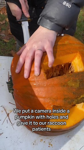 To celebrate Halloween, we decided to cut some pieces out of a pumpkin and then put a camera INSIDE to capture our raccoon patients enjoying it! Here are the results… 🎃🧡 Idea inspired by Juniper Fox 🦊 #sacoriverwildlifecenter #raccoons #halloween