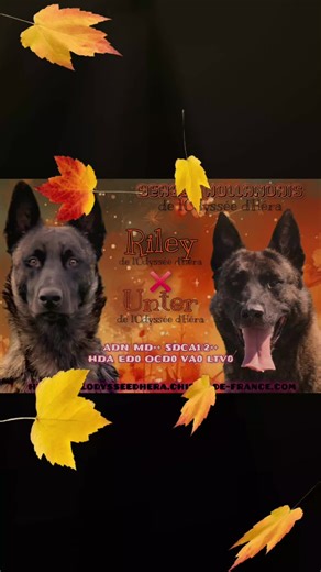 Tout savoir sur le Berger Hollandais à Poil Court