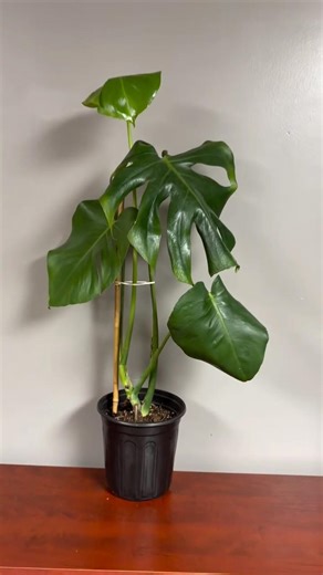 Monstera upgrade 🌿 Repotted and ready to thrive! 💚