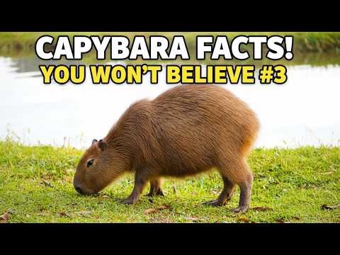 Why Every Animal on Earth Loves the Capybara — The Full Truth