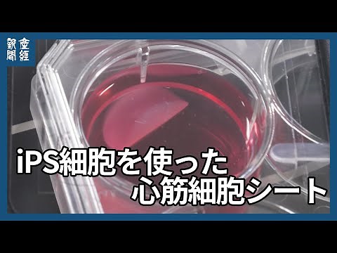 iPS細胞を使った心筋細胞シート