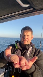 Fish Facts 101! The snapper are currently spawning here in Tasman Bay and I wanted to provide an overview of the internal anatomy of male and female snapper. I have shown on another video how to tell the difference externally between male and female snapper, but this video shows the difference internally, as I know a few people get confused. You can eat these reproductive organs, so the gonads in the males and the roe or egg sacks in females, and they are considered a delicacy. I can only speak 