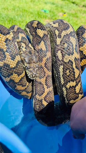 11K views · 169 reactions | “Chocolate” the Coastal Carpet Python had her bath day today… But instead of soaking, she decided to sit ON TOP of the bucket like a queen! 藍 So I dropped a few drips of water on her just to remind her what “bath day” means!  #CarpetPython #SnakeSpaDay #SerpentariumTasmania #DramaSnake | Serpentarium Wildlife Park Tasmania | Facebook