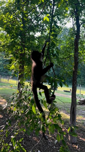 122K views · 8K reactions | Him’s a big jungle monkey冀 | Our Life Adventures | Facebook