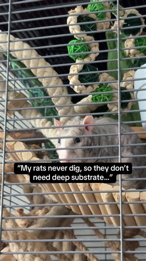 Impressive Rat Tunneling in Deep Substrate