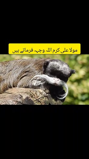 #MakeLIVECount #LIVEIncentiveProgram #TikTokCreatorSearchInsightsIncentive #LIVEFEST2025 #PaidPartnership