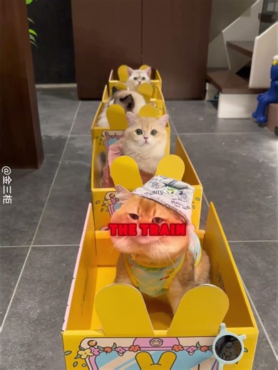 The kittens all love this homemade mini train 🐱#shorts #cat