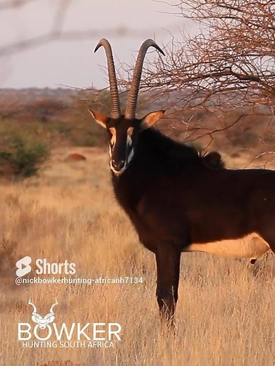 The Ultimate Thrill: Chase Your Dream Sable Hunt