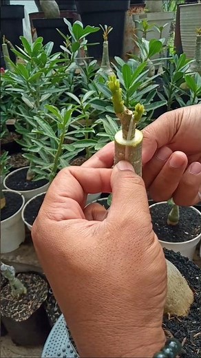 The Easiest Adenium Grafting Tips