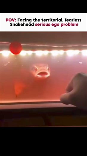 JustWatch on Instagram: "Follow @justwatchog for real wildlife facts you won’t learn in school. Snakehead fish are highly territorial and fearless freshwater predators They aggressively attack intruders and can even survive outside water by breathing air making them one of the most dangerous invasive fish species. #snakeheadfish #wildlifefacts #dangerousanimals #natureeducation"