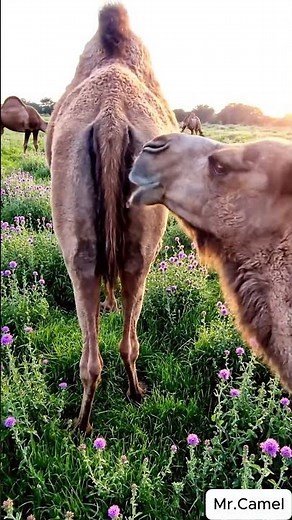 Camel mating and breeding scene 15