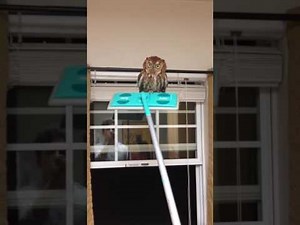 Man screams at owl, uses Swiffer to get it back outside