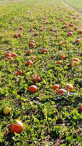 📣 Hey there Southeast WI! Our Fall Festival is open this weekend! 😍 Pumpkins, raspberry picking, fun attractions & MORE! 🎟️🎃 Save on weekend admission when you buy online! | Thompson Farm
