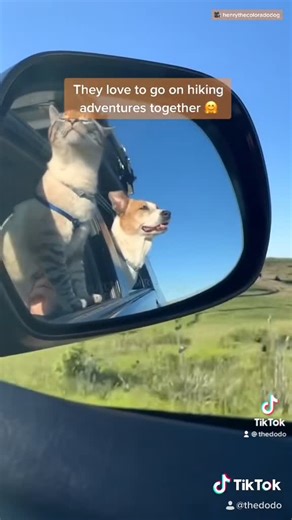 Dog and Cat Adventures: Dogs and Cats Going Out