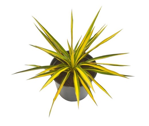 Live Variegated COLOR GUARD YUCCA Plant / Adam's Needle - [3.5" Pot] - Free Shipping!!! - Shrubs & Bushes - Etsy