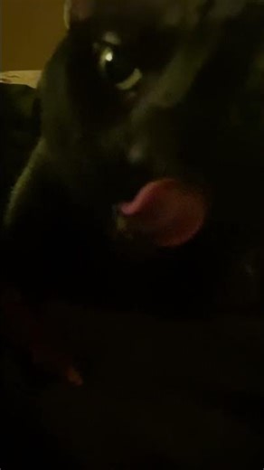 Loki the cat eating his duck n sweet potato treat