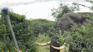 439K views · 687 shares | Did you watch SERENGETI LIVE SHOW Episode 1? Discover the #Tanzania best kept secrets. #SERENGETI NATIONAL PARK The best National Park in #Africa- LIVE SHOW Episode 2 | Tanzania Unforgettable | Facebook