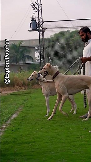 Greyhounds in Full Motion | Speed & Power ‪@ExplorePotohar‬