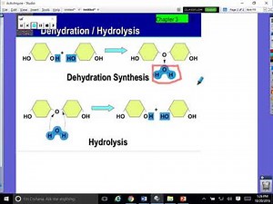 Dehydration Synthesis and Hydrolysis Explained