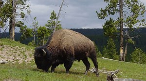 Yellowstone bison population expected to be around 4,200