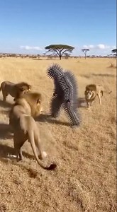 Three Lions Brutally Attack Spike Man | Shocking Survival Moment 😱