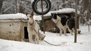 Review: Sled Dogs takes critical look at Alaska's Iditarod race