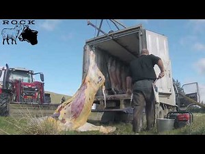 New Zealand homekill cattle (spare truck)