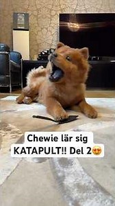 Chewie lär sig äntligen KATAPULT!! 😍🐶 #hund #tricks