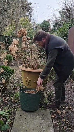 How to cut back #Hydrangea #arborescens #Annabelle #garden #pruning #london #how #plants #city