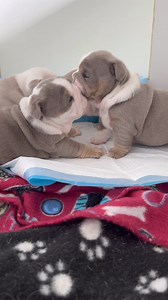 I can’t believe they are going to be 4 weeks old tomorrow! | Love-A-Bull English Bulldogs