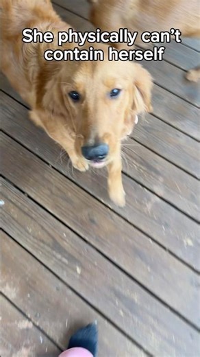 Say Her Name and She Turns Into a Wiggle Machine 😂🐶