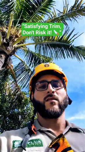 Out here in Naples showing you how the pros handle those high-reaching tree trimming jobs. #treeservicenaplesflorida | A Plus Tree Service