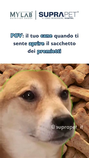 🐾 POV: il tuo cane quando ti sente aprire il sacchetto dei premietti 👀