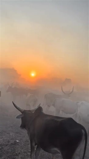 1.8K views · 59 reactions | Cattle Hold Great Meaning in Jieng Culture In Jieng culture, cattle are not just wealth but a big part of life and identity. They are used in marriage, songs, and traditions, showing love, respect, and community among the Jieng people. | Tonj Times | Facebook