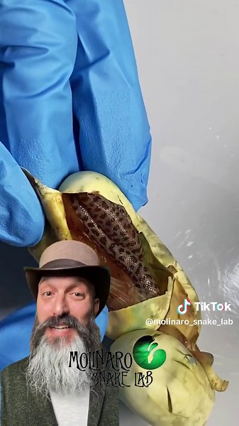 Children's Python Eggs Hatching Process and Care