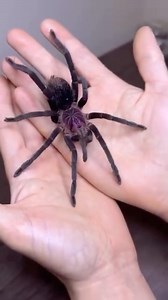 Loving the amazing colors on this subadult female Xenesthis sp. ‘bright’ tarantula at @buddha_bugs! 💖 TRR is made possible by @palmstreetapp #tarantula #spider #arachnid #insect #thereptilereportofficial | The Reptile Report
