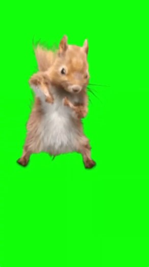 Dancing squirrel!