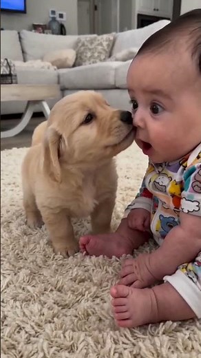 👶🐕 A Tiny Puppy and Baby Share the Sweetest Little Moment Ever! #goldenretreivers