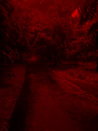 Red Rain in African Forest: Unexplained Phenomenon 😱