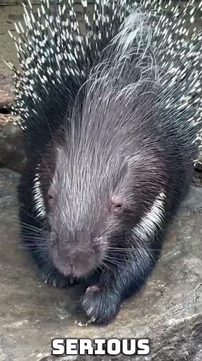"Porcupine Facts: The Spiky Armor of Nature 🦔🔥 | Rare Animal Behavior"