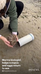 "Oh, she's got eggs, too!" A marine biologist helped an octopus find its way back to the sea after finding it and its eggs in a plastic pipe washed up on shore. https://abcn.ws/3Q0CjV8 | ABC News