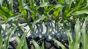 42 reactions | 360 RAIN applying a water + manure mix in this corn field in southern Minnesota. | 360 Yield Center | Facebook