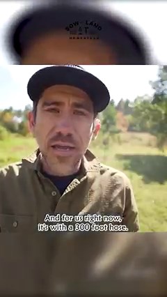 What I Learned Raising Beef Cattle on My Homestead (so far) #farm #farming #beef #cattle #homestead #shorts | Sow the Land