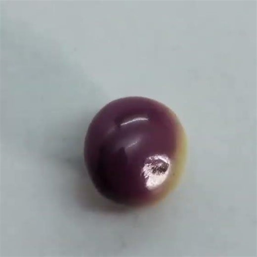 Tricolor quahog pearl - Karipearls.com
